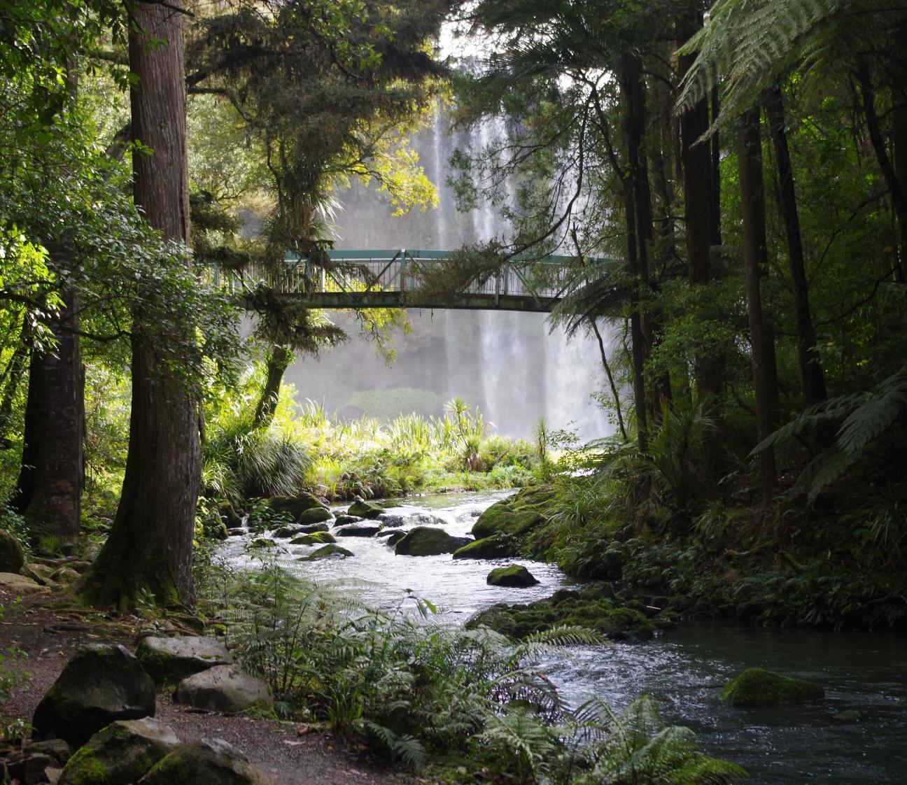 Whangarei Falls