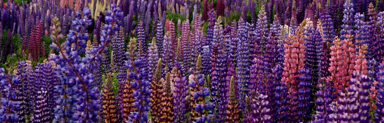 Field of lupines